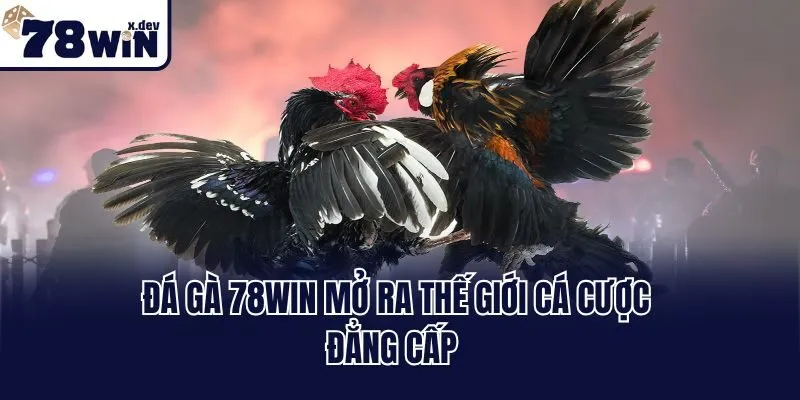 Đá Gà 78win - Kê Trường Đỉnh Cao Thách Thức Mọi Giới Hạn 1 Đá gà 78win mở ra thế giới cá cược đẳng cấp