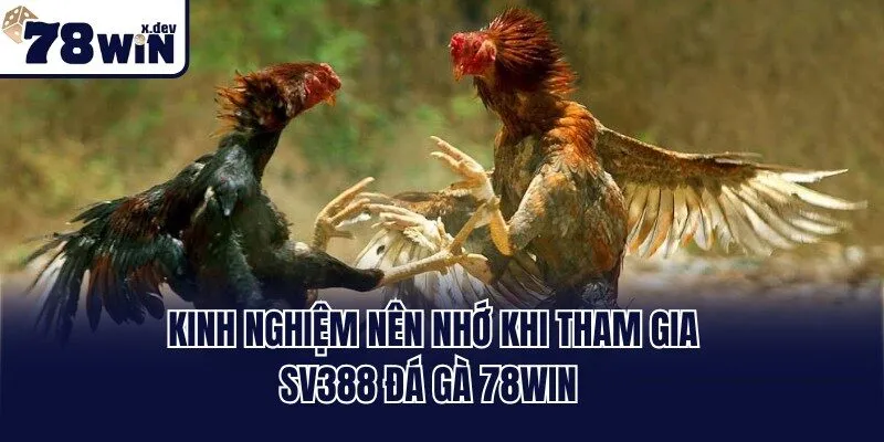 Sv388 Đá Gà 78win - Xem Chiến Kê Thomo Trực Tiếp Full HD 3 Kinh nghiệm nên nhớ khi tham gia Sv388 Đá Gà 78win