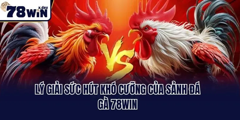 Đá Gà 78win - Kê Trường Đỉnh Cao Thách Thức Mọi Giới Hạn 2 Lý giải sức hút khó cưỡng của sảnh đá gà 78win